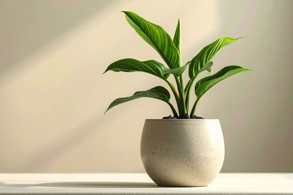 Così ti sbarazzi per sempre della muffa