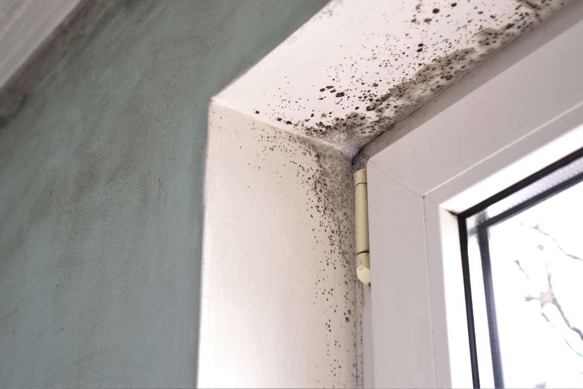 Così ti sbarazzi per sempre della muffa